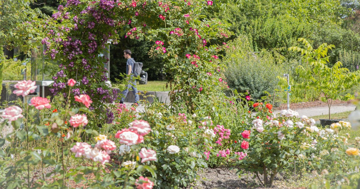 Botanischer Garten Salzburg - Rosengarten © Silja Parke - Wilde Möhre Blog